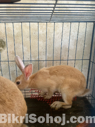 Rabbit